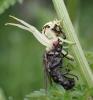 Misumena vatia